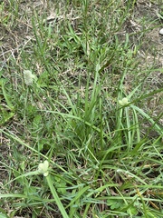 Cyperus sesquiflorus