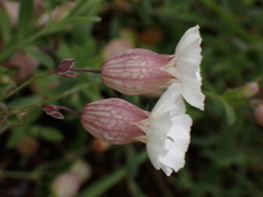 Silene uniflora