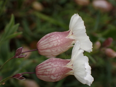 Silene uniflora