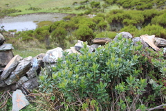 Baccharis prunifolia