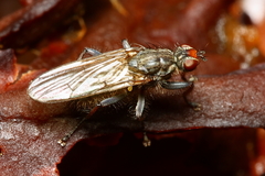 Scathophaga intermedia