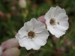 Silene uniflora