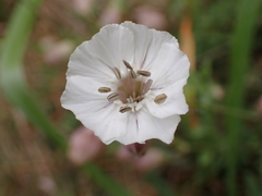Silene uniflora