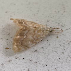 Glaphyria glaphyralis