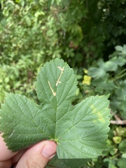Cosmopterix zieglerella