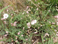 Silene uniflora
