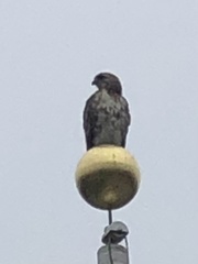 Buteo jamaicensis