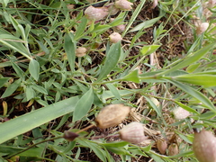 Silene uniflora