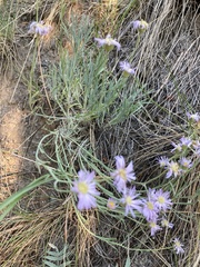 Erigeron filifolius