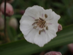 Silene uniflora