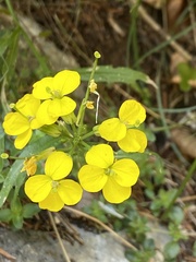 Erysimum odoratum