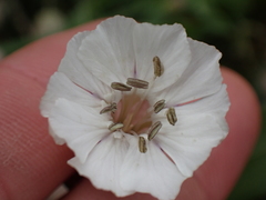 Silene uniflora