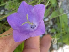 Campanula carpatica