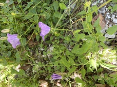 Campanula carpatica