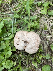 Calvatia rubroflava