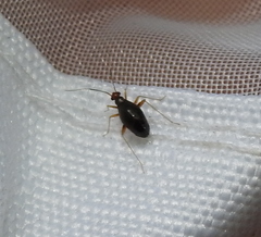 Orthonotus rufifrons