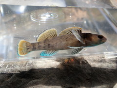 Etheostoma douglasi