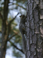 Sciurus niger cinereus