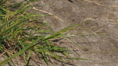 Bromus berteroanus