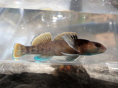 Etheostoma douglasi