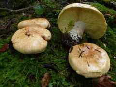 Leucopaxillus tricolor