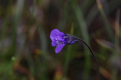 Pinguicula