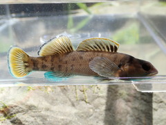 Etheostoma douglasi