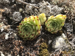 Sempervivum