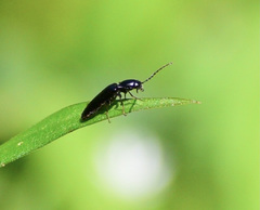 Oestodes tenuicollis