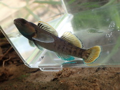 Etheostoma douglasi