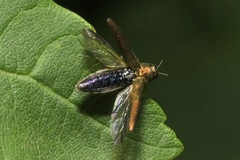 Agrilus viridis