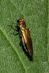 Agrilus viridis