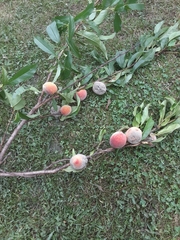 Monilinia fructicola