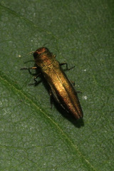 Agrilus viridis