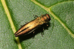 Agrilus viridis