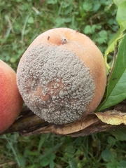 Monilinia fructicola