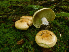 Leucopaxillus tricolor