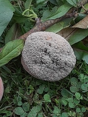 Monilinia fructicola