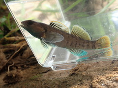 Etheostoma douglasi