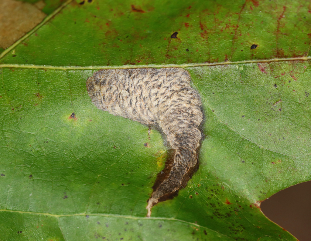 Chestnut Blotchminer Moth