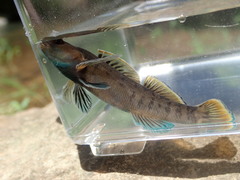 Etheostoma douglasi