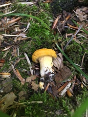 Cantharellus phasmatis