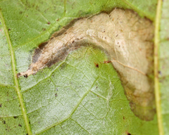 Coptotriche castaneaeella