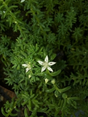 Sedum potosinum