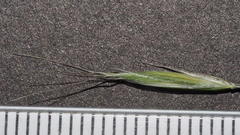 Bromus berteroanus