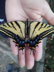 Papilio multicaudata