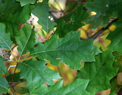 Coptotriche castaneaeella