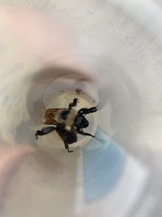 Bombus insularis