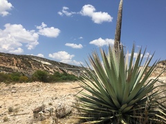 Agave applanata