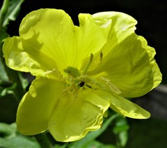 Oenothera × fallax